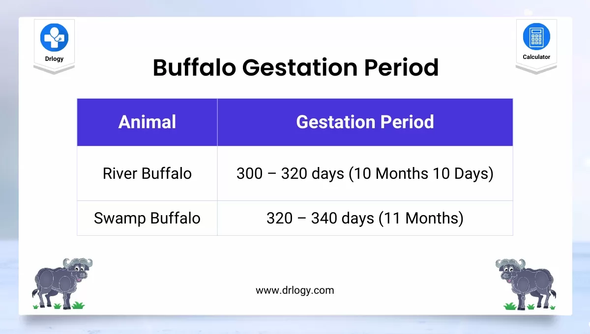 Buffalo Gestation Calculator | Buffalo Pregnancy Calculator - Drlogy