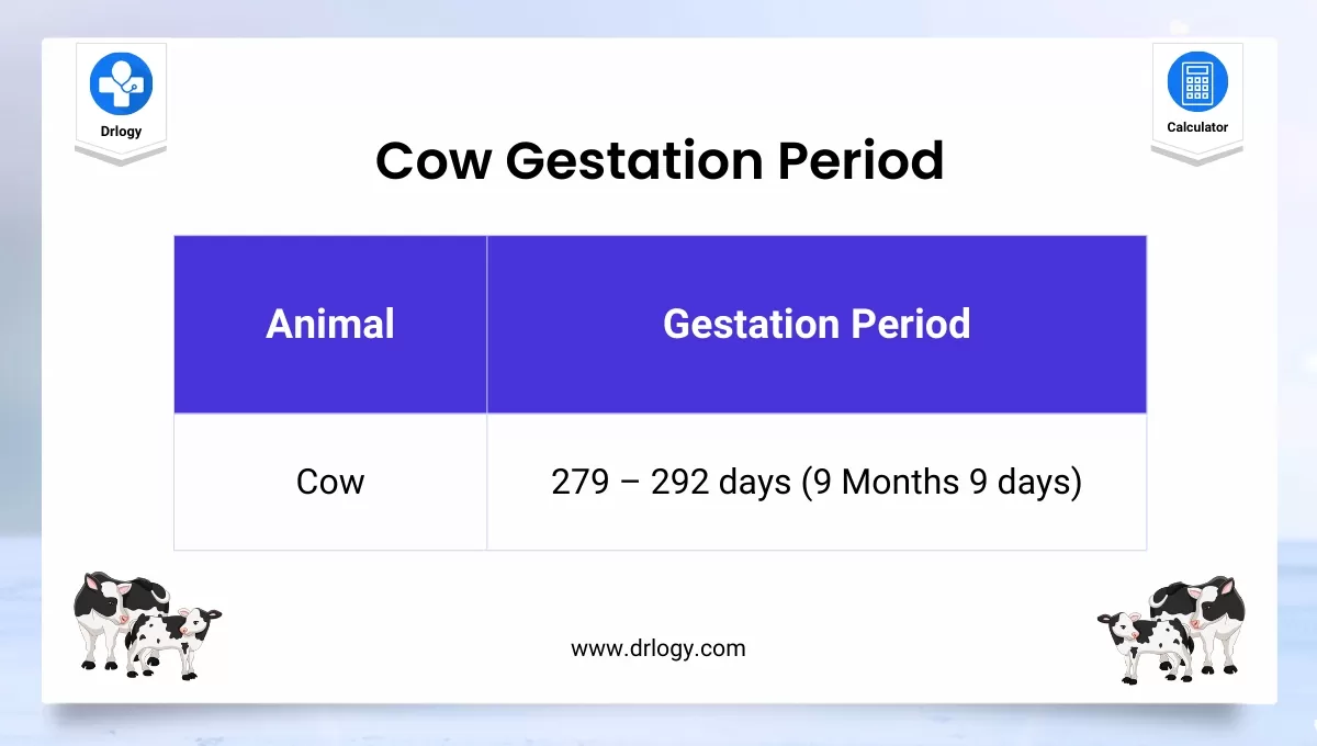 Cow Gestation Calculator for check Pregnancy Due Date - Drlogy