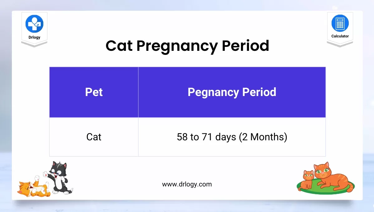 Cat Pregnancy/gestation Period