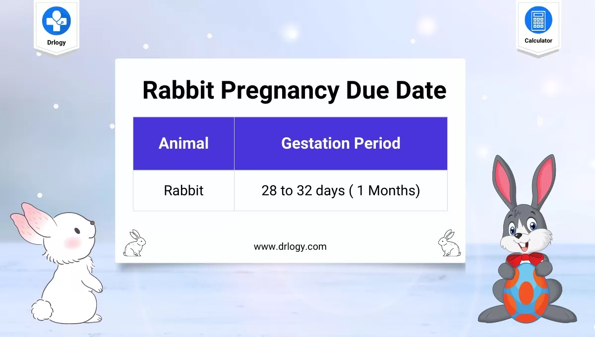 Rabbit Pregnancy Calculator | Rabbit Gestation - Drlogy