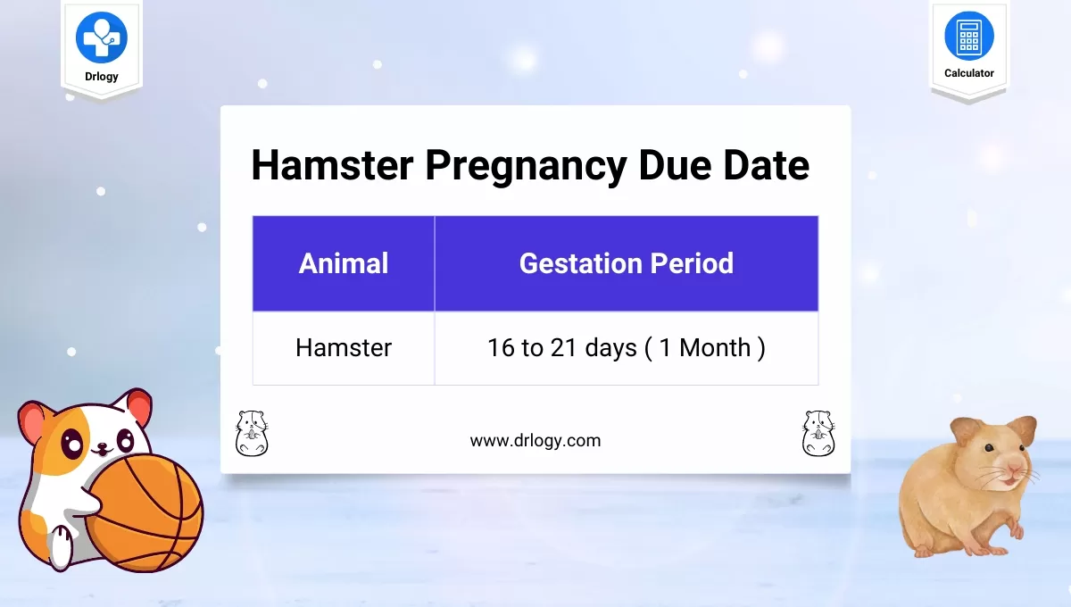 Hamster Pregnancy Due Date