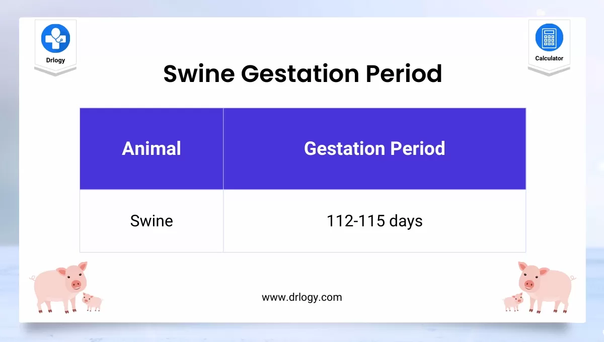 Swine Gestation Calculator | Date of Farrowing - Drlogy