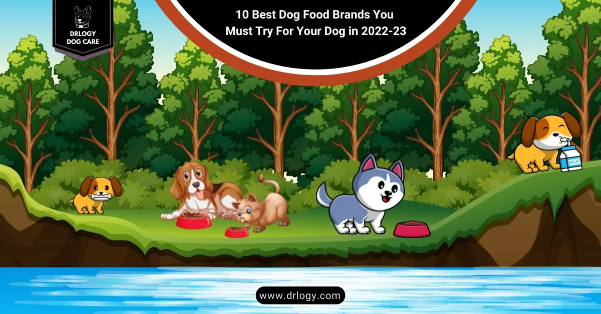 10 Best Dog Food Brands You Must Try For Your Dog in 2022-23