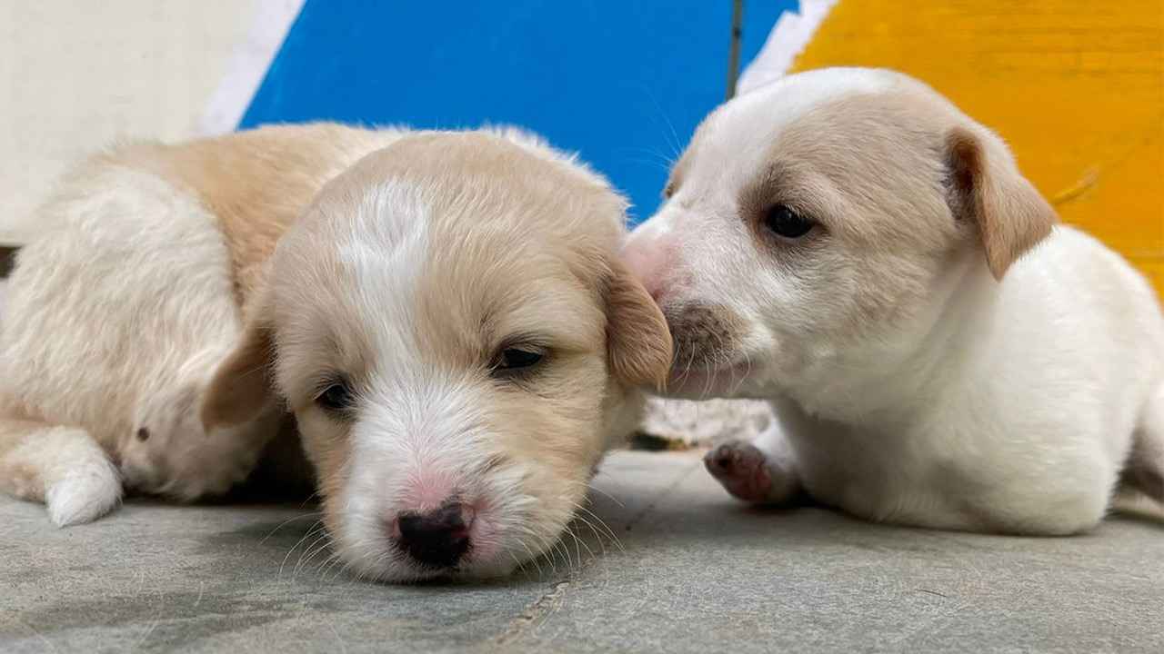 SSDN VETERINARY DIAGNOSTIC LAB Images/Photos, opp. GS Jangid School, Jodhpur SSDN VETERINARY DIAGNOSTIC LAB Images/Photos, opp. GS Jangid School, Jodhpur