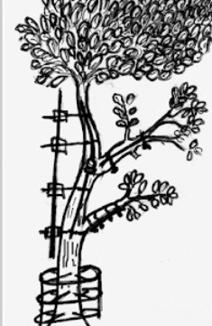 Chakraverty Clinic Images/Photos, Kamachha, Varanasi