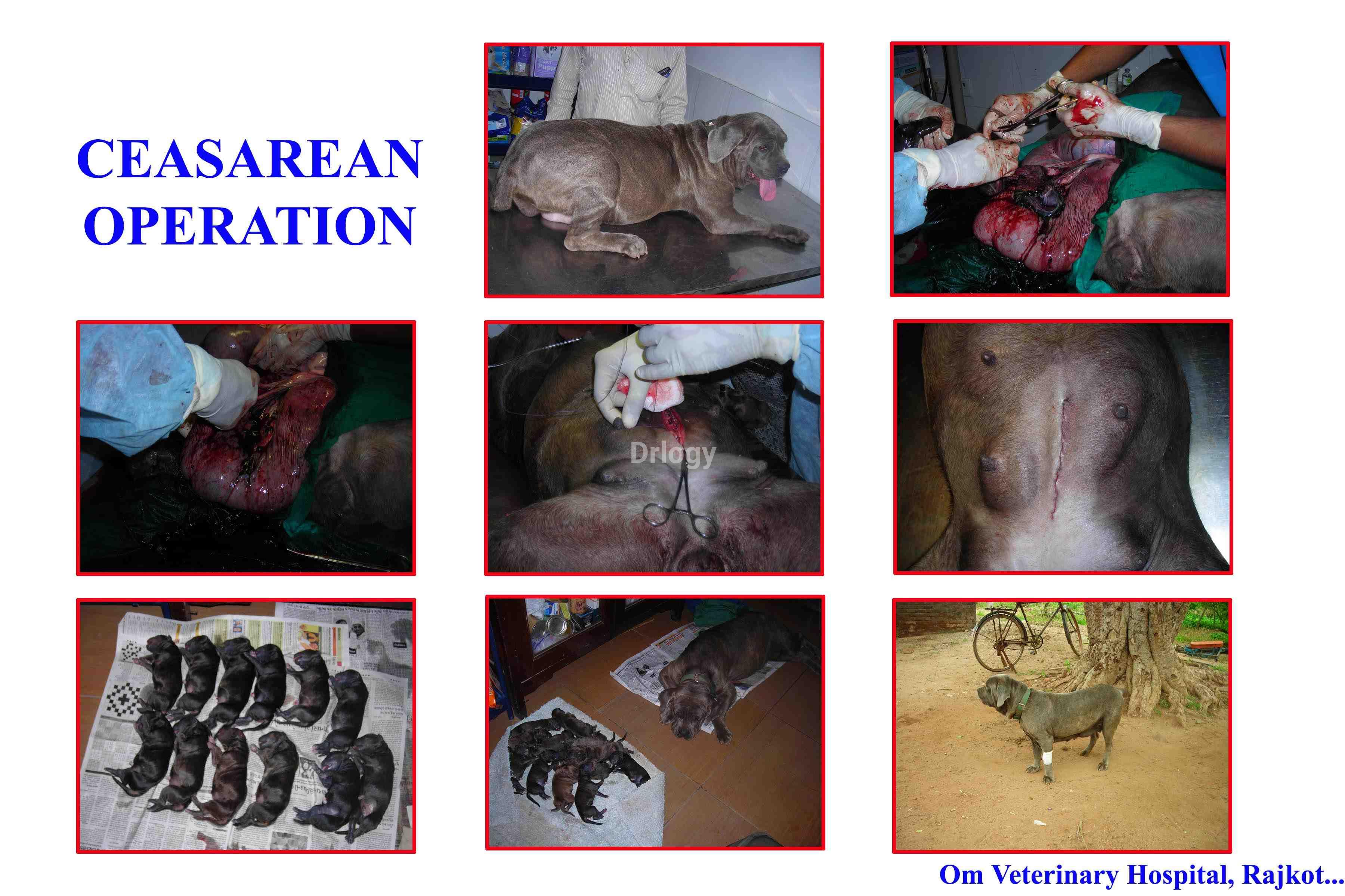 Om Veterinary Hospital Images/Photos, University Road, Rajkot Om Veterinary Hospital Images/Photos, University Road, Rajkot
