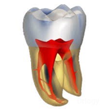 Euro Dental Studio Images/Photos, Hebbal, Bangalore