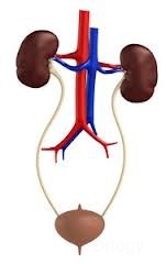 SD Urology And Laser Centre Images/Photos, Pandu Nagar, Kanpur