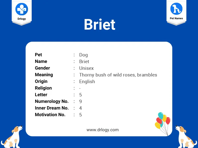 Briet Name Meaning